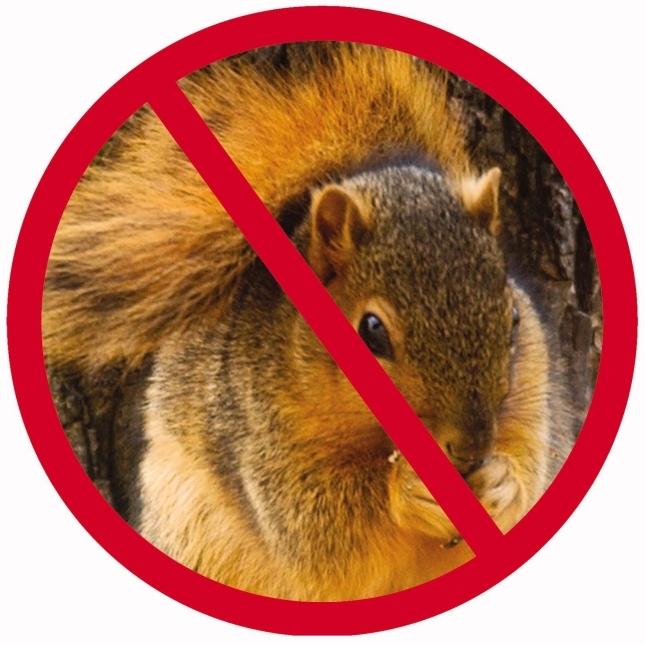 squirrel image