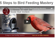 bird feeding mastery